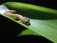 Coban Mushroomtongue Salamander photo 2