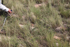 Aspalathus spinifera