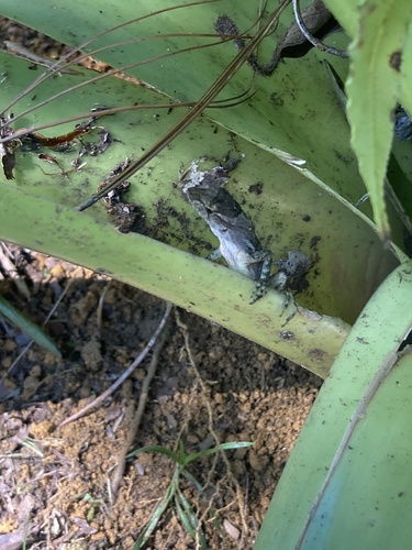 Peters' Anole, Anolis petersii