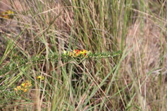 Aspalathus spinifera