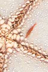 Zenopontonia soror