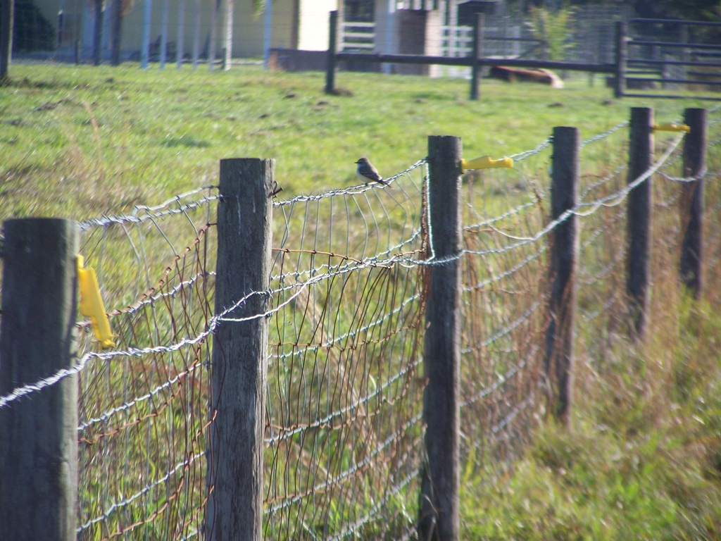 Vermilion Flycatcher in December 2023 by the_fmz. Female? · iNaturalist