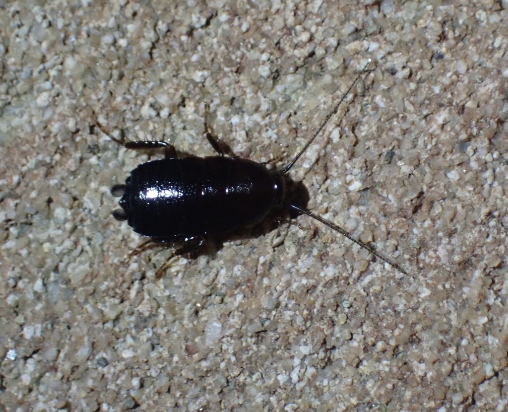 Western Wood Cockroach from Los Padres National Forest, Carpinteria, CA, US on January 6, 2024