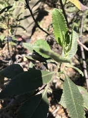 Eriodictyon crassifolium