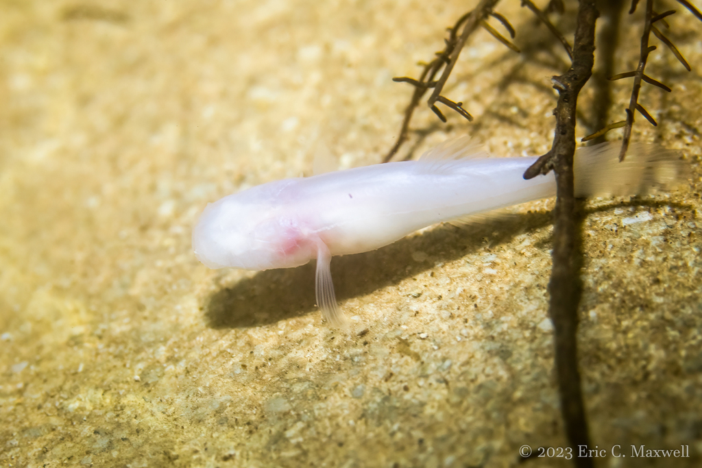 Ozark Cavefish