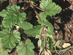 Erodium texanum