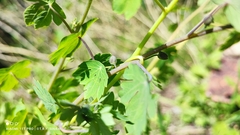 Tropaeolum seemannii