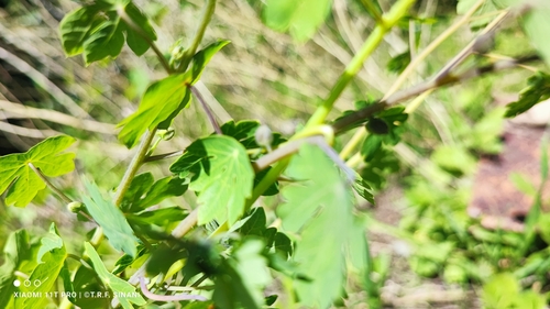 Tropaeolum seemannii, photograph 1