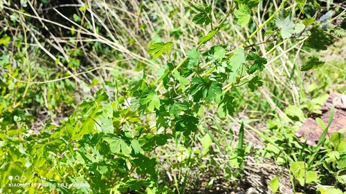 Tropaeolum seemannii, photograph 2