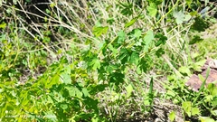 Tropaeolum seemannii, photograph Thomaz Ricardo Favreto Sinani, CC BY, iNaturalist via GBIF