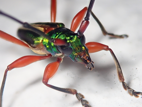 Mionochroma electrinum