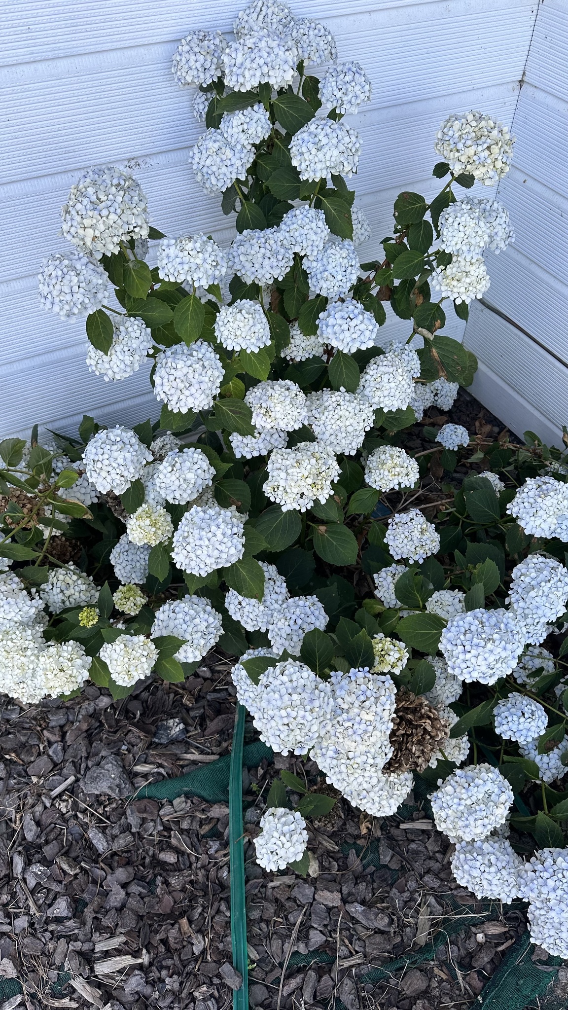Imagem de Hortênsia