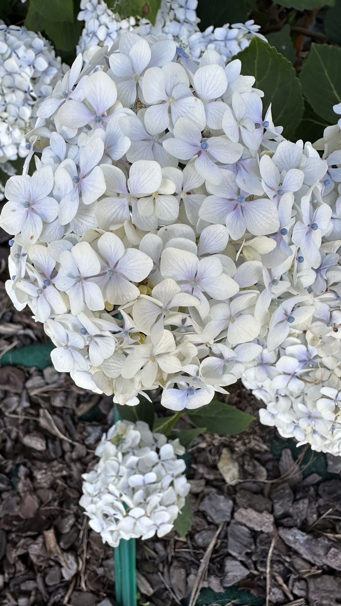 Imagem de Hortênsia