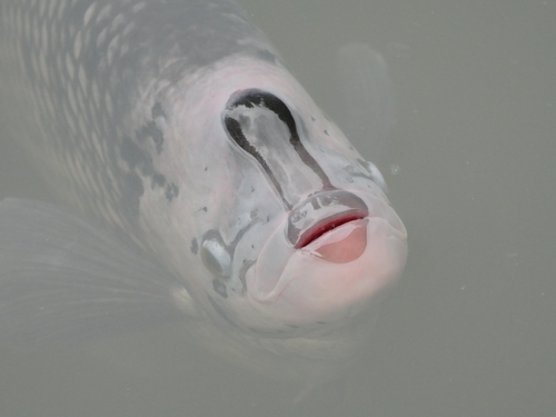 Giant gourami (Osphronemus goramy) — Osphronemidae — 5