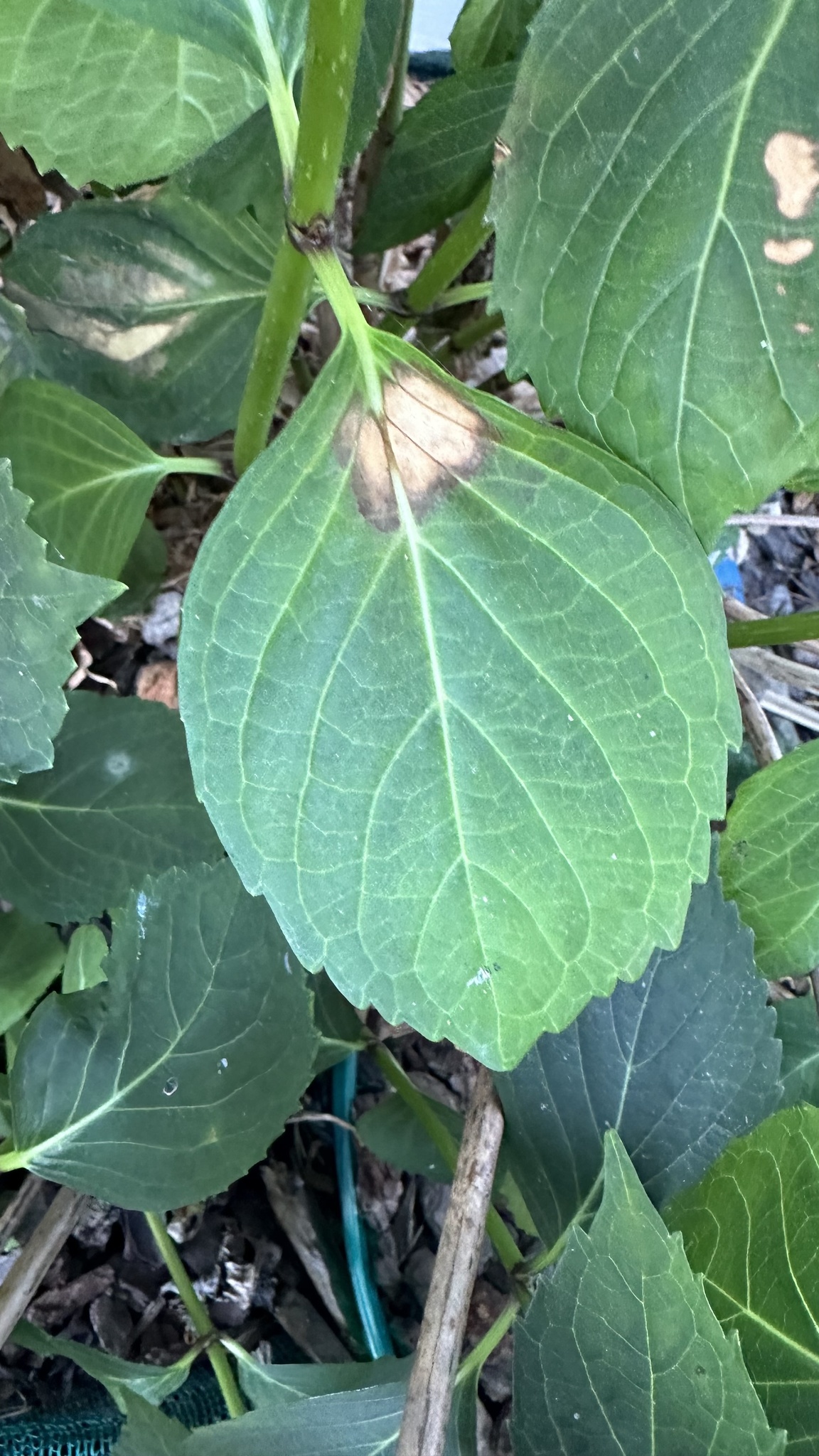 Imagem de Hortênsia