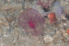 Oceanapia sagittaria