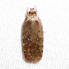 Agonopterix argillacea