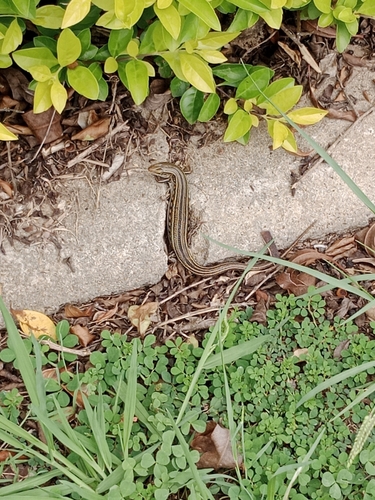 Striped Skink, Ctenotus robustus