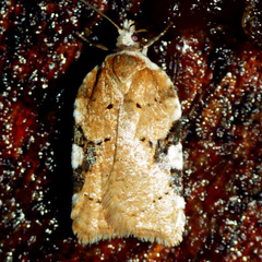 Acleris cervinana