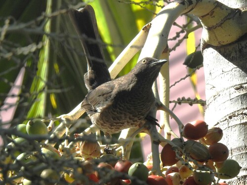 Scaly-breasted Thrasher (Allenia fusca), photo 7