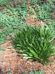 Hyacinthoides hispanica