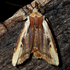 Xylena curvimacula