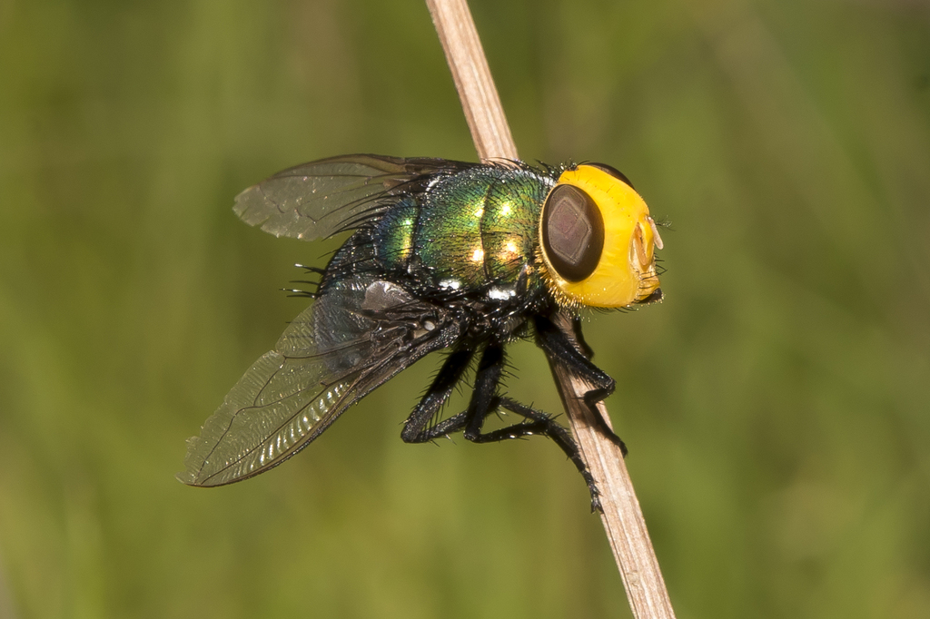 Yellow-Headed Snail Parasitic Blowfly