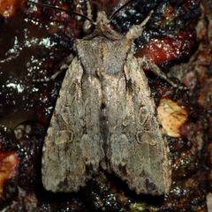 Lithophane disposita