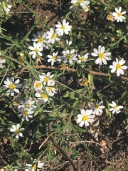 Melampodium leucanthum