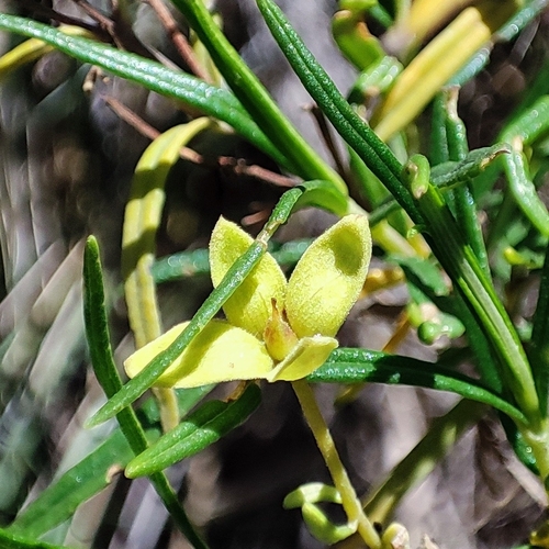 Calceolaria buchtieniana (Calceolaria buchtieniana)