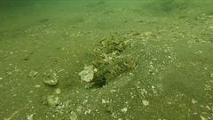 Cryptocentrus lutheri