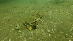 Cryptocentrus lutheri