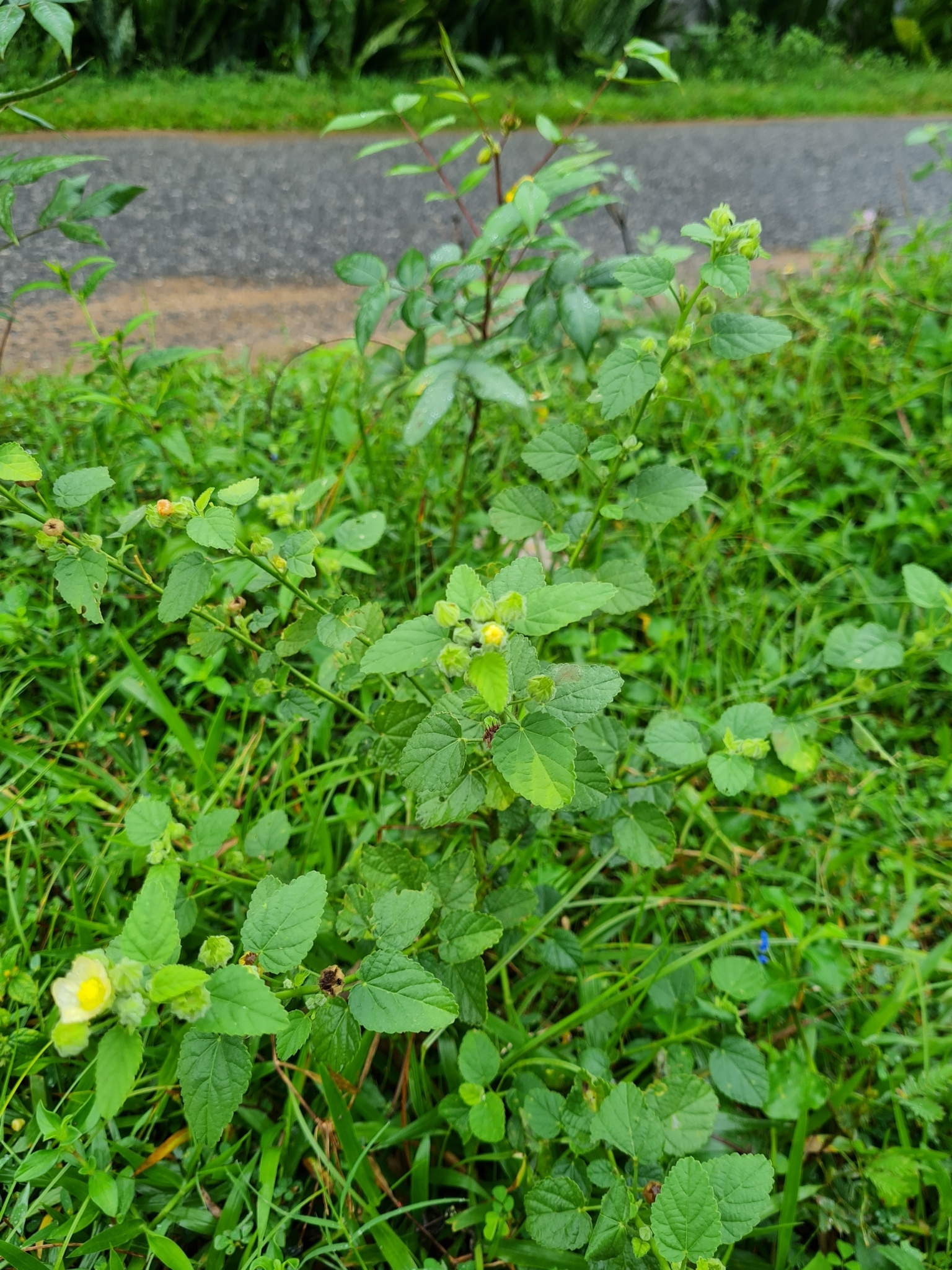 Imagem de Malva Branca