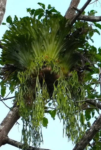 Platycerium coronarium · iNaturalist