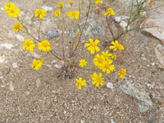 Eriophyllum ambiguum