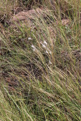 Andropogon eucomus