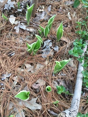 Hosta