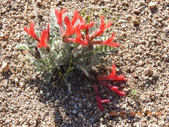 Astragalus coccineus