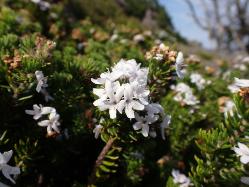 Image of Westringia senifolia by (c) Nina Kerr, some rights reserved (CC BY)