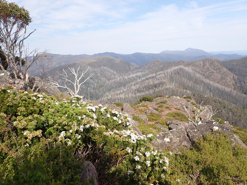 Image of Westringia senifolia by (c) Nina Kerr, some rights reserved (CC BY)