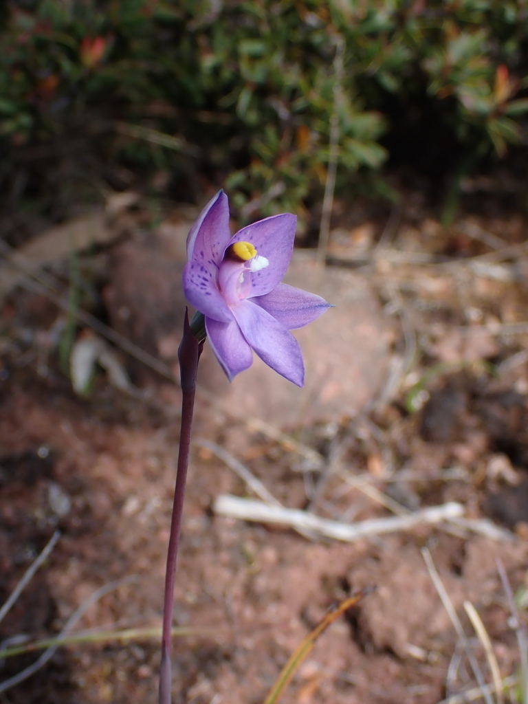 Thelymitra simulata