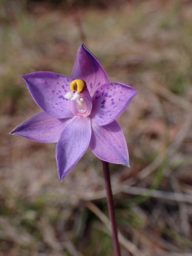 Image of Thelymitra simulata by (c) Nina Kerr, some rights reserved (CC BY)