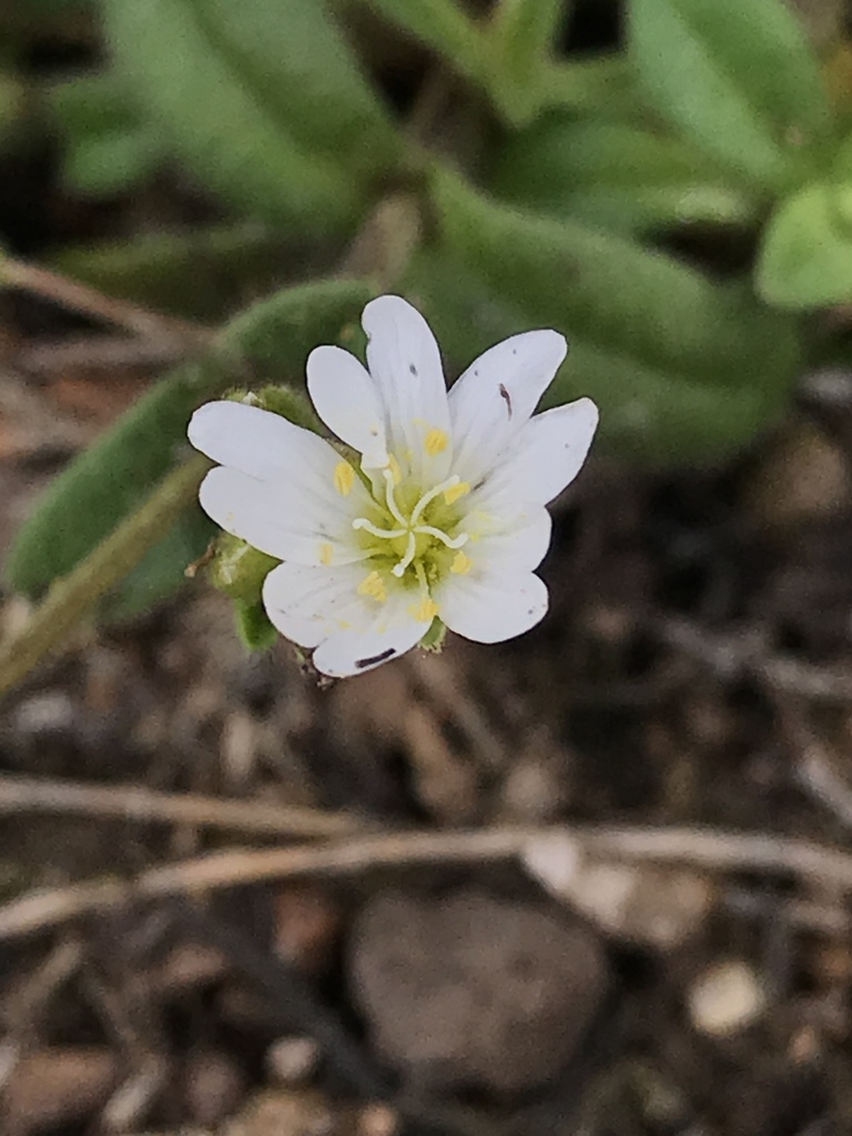 Cerastium ligusticum