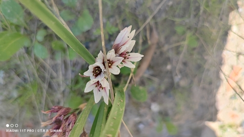 Nothoscordum andicola, photograph 4