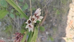 Nothoscordum andicola, photograph (c) Thomaz Ricardo Favreto Sinani, some rights reserved (CC BY)