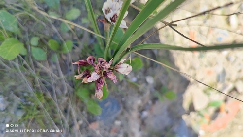 Nothoscordum andicola, photograph 5