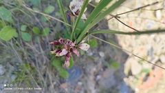 Nothoscordum andicola, photograph (c) Thomaz Ricardo Favreto Sinani, some rights reserved (CC BY)