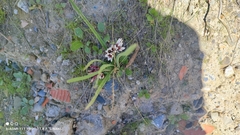 Nothoscordum andicola, photograph (c) Thomaz Ricardo Favreto Sinani, some rights reserved (CC BY)