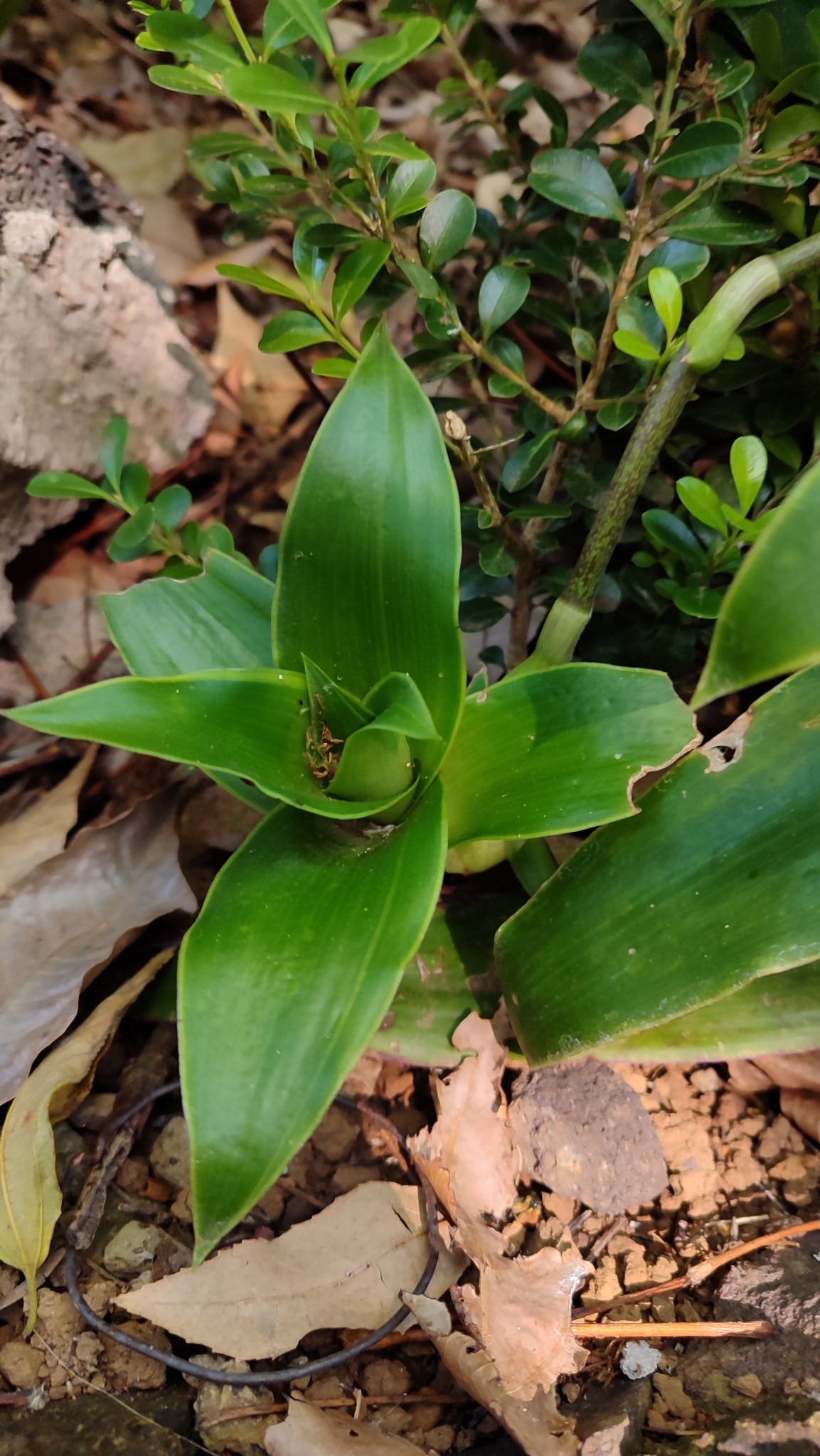 Imagem de Planta de cesta
