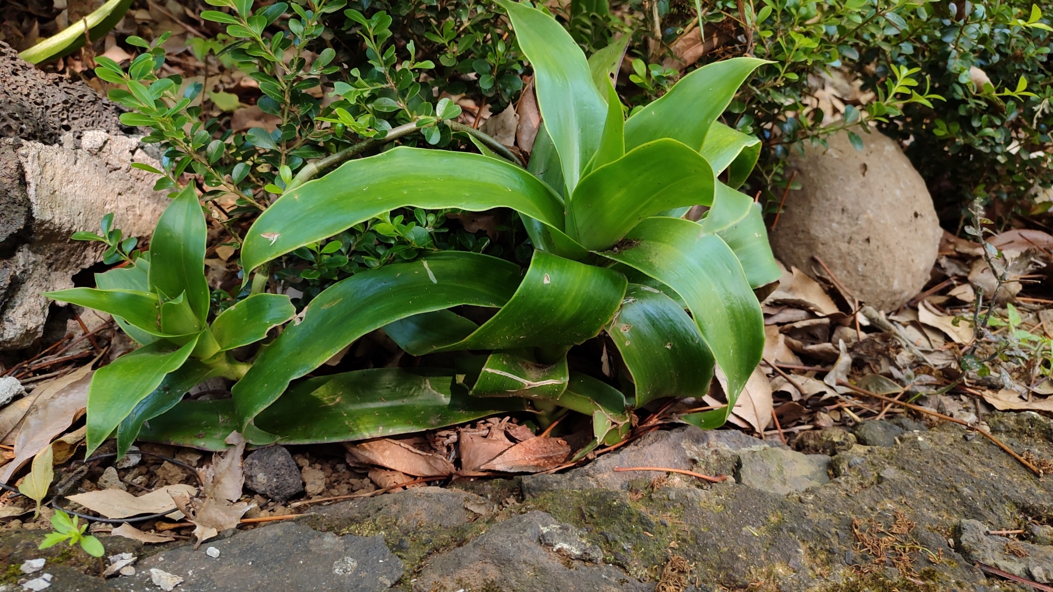 Imagem de Planta de cesta